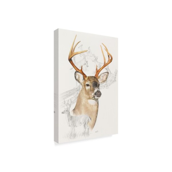 Barbara Keith 'White Tailed Deer' Canvas Art,16x24